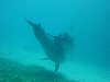 dolphins pictures 060506-44.jpg