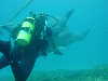dolphins pictures 060506-45.jpg