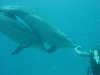 dolphins pictures 060506-47.jpg