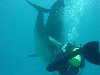 dolphins pictures 060506-48.jpg