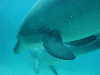 dolphins pictures 060506-51.jpg