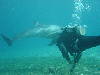 dolphins pictures 061016-03.jpg