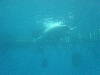 dolphins pictures 061016-08.jpg