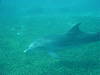 dolphins pictures 061016-12.jpg