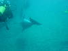 dolphins pictures 061016-15.jpg
