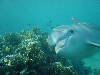 dolphins pictures 061016-19.jpg