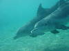 dolphins pictures 061016-21.jpg