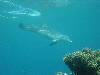 dolphins pictures 061016-22.jpg